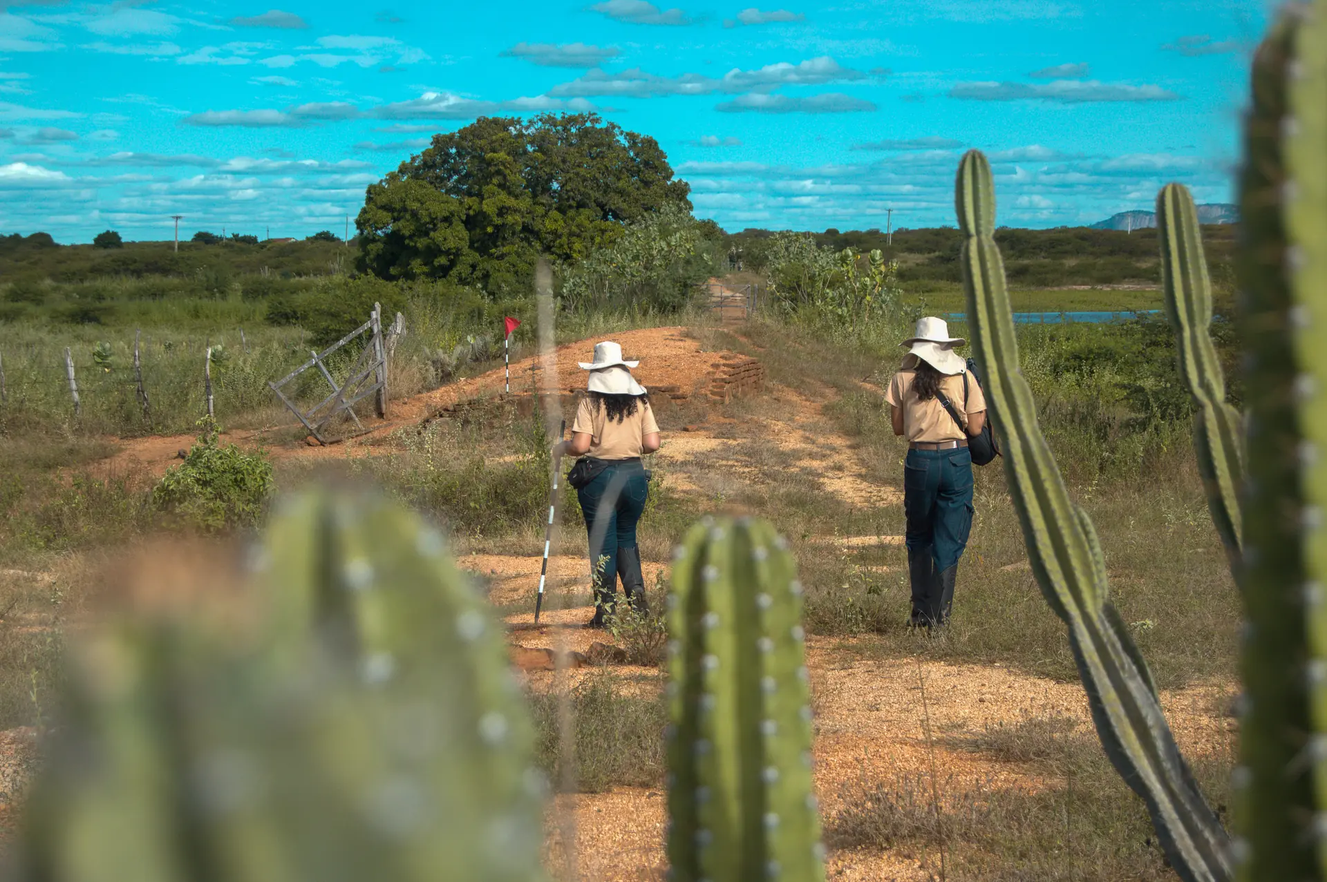 Equipe caminhando em trabalho de campo na caatinga, entre cactos