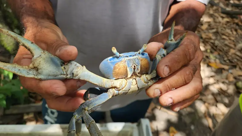 Mãos segurando um caranguejo durante o levantamento com a comunidade